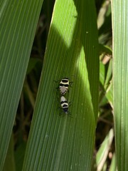 Fototapeta premium two insects on a green leaf, natural low angle closeup Largus fasciatus, Oncopeltus fasciatus
