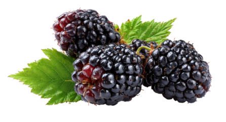 Three blackberries with leaves