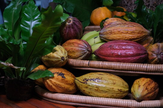 Cacau Cacaueiro Malvaceae Chocolate Cacauicultura