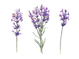 Fototapeta premium Lavender watercolor stems on white background. Ideal for botanical prints, natural product labels, posters, invitations, and summer floral stationery.