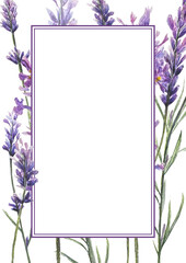 Lavender watercolor vertical floral frame on white background. Ideal for Provence-style invitations, packaging, cosmetic labels, and botanical branding.