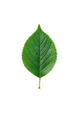 Fototapeta premium Close-up of a single vibrant green leaf, sharply defined against a black background. The leaf has a slightly ovate shape with a prominent central vein and finely serrated edges. 