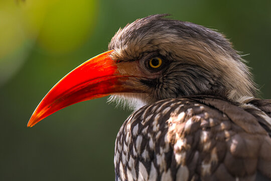 Portrait of red-billed hornbill with bright beak and patterned feathers in natural sunlight