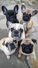 Fototapeta premium Selfie de perros, concepto de clínica veterinaria y salud canina.