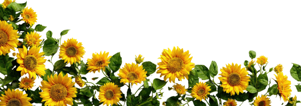 Bright yellow sunflowers in a border arrangement against a black background