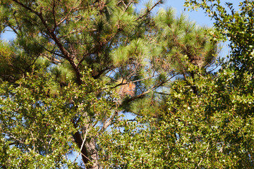 Fall colors in a pine tree, in southeastern USA!