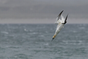 Naklejka premium Gannet Diving off Horgabost Beach, Isle of Harris, Scotland
