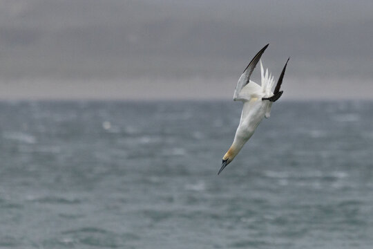 Gannet Diving off Horgabost Beach, Isle of Harris, Scotland