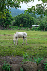 Balgue, Nicaragua - October 10, 2025: A horse grazing on a soccer field in Balgue, Ometepe Island, Nicaragua.
