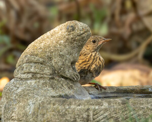 Young robin going head to head with a stone frog water trough.