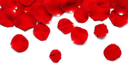 Beautiful red rose flowers isolated on white background