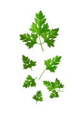 Leaf or branch of parsley stock illustration