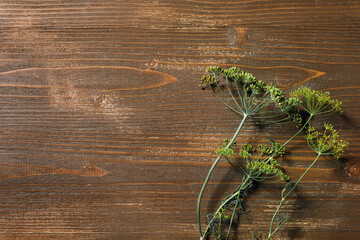 Fresh dill on wooden background, closeup