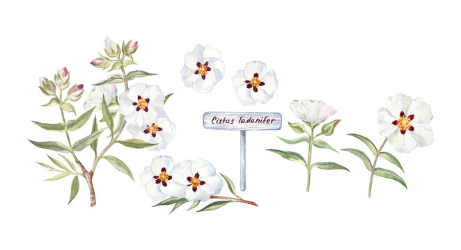 Watercolor botanical illustration of the rockrose flowers with a garden sign. Rockrose plant is the source of the labdanum perfume ingredient and this clip art is great for the perfumery projects