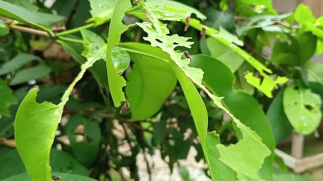 Bagworm moth Psycidae larvae eating water apple leaves. 