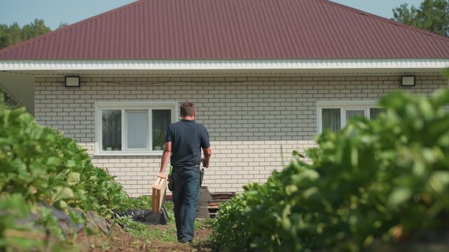 back view of farmer walking through green crop rows carrying wooden crate while inspecting farm near brick house on sunny day evaluating plant health and progress in field