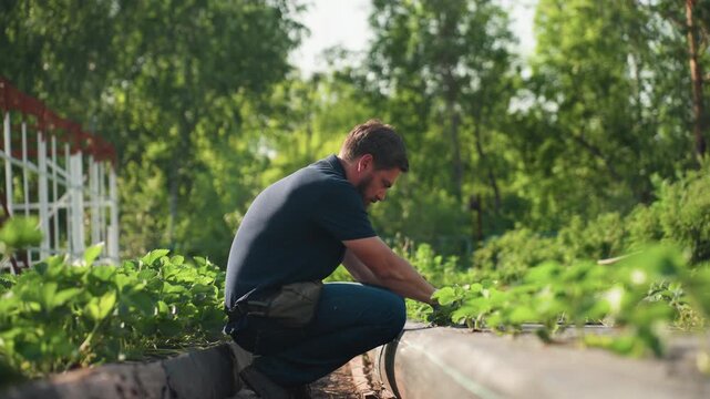 Side view agronomist squatting in garden bed works soil around young plants, gloved hands tending rows under warm sun, rural agriculture scene focused on careful maintenance