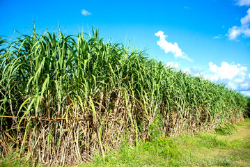 Sugarcane growing inside the farm in countryside of Thailand