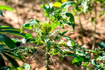 Cassava Mosaic Disease in the fields of  farmer's in Thailand