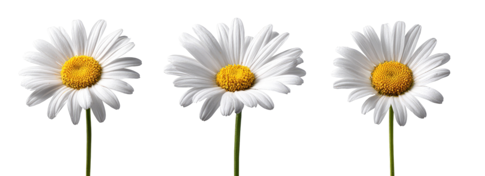 Three white daisies against a black background (2)