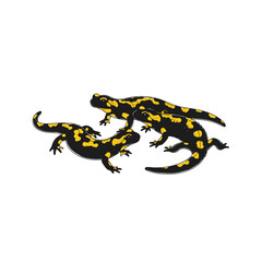 Three fire salamanders isolated on white background, showcasing their distinctive black bodies adorned with vibrant yellow spots, creating a striking contrast and highlighting their unique patterns