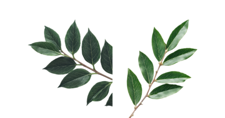 Close-up of two sprigs of dark green leaves with visible stems