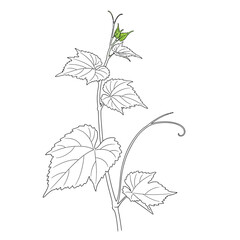 Obraz premium A grape vine branch with leaves, isolated on white background a detailed line art illustration of a plant, showcasing its growth and natural beauty, with green leaves