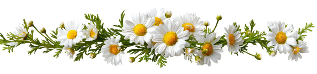 Fototapeta premium A cluster of white daisies with yellow centers, nestled amongst green leaves, forms a horizontal decorative arrangement