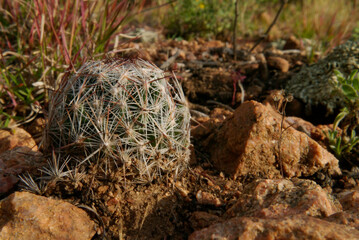 NM SF Spinystar Cactus Macro 2025