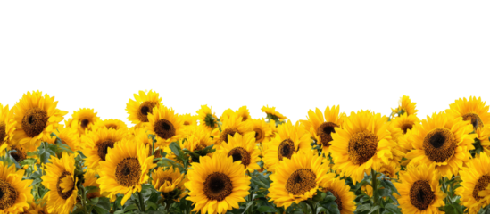Close-up view of many vibrant yellow sunflowers in a cluster, set against a plain black background. 