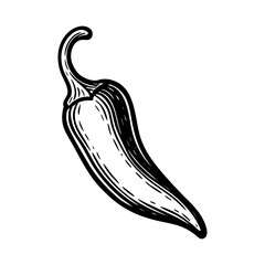 Vintage black and white vector illustration of a chili pepper, engraved style vegetable drawing for organic, vegan, or farm-to-table design projects