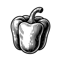 Vintage black and white vector illustration of a bell pepper, engraved style vegetable drawing for organic, vegan, or farm-to-table design projects