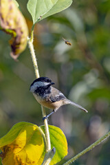 Black-Capped Chickadee looking to the side with bee overhead