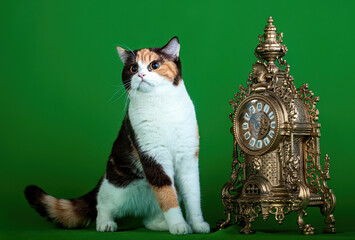 A Scottish straight-eared cat on green background in studio.