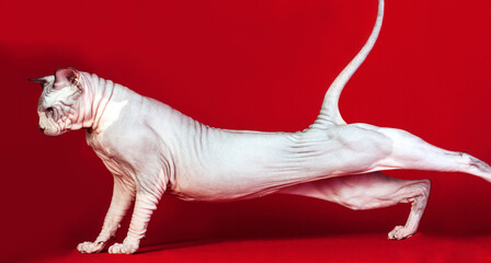 A grey sphinx cat walking on red background.