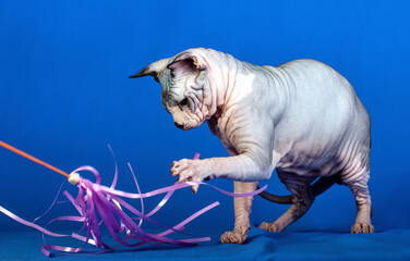 A grey sphinx cat walking on blue background.