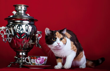 A Scottish straight-eared cat on red background in studio.