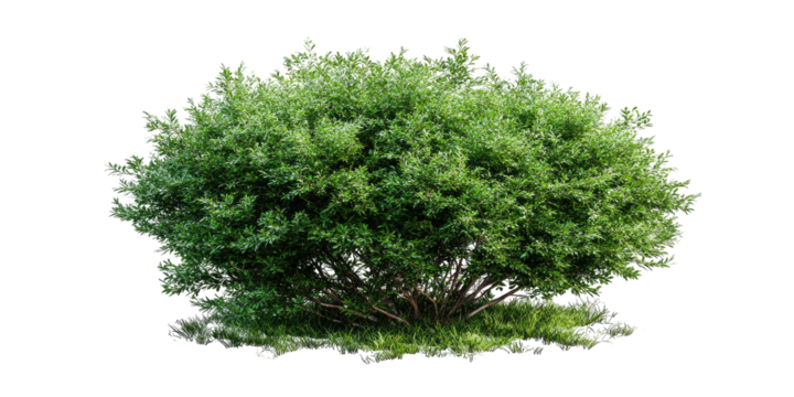 Dense green shrub, full frame (1)