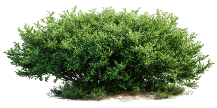 Lush green shrubbery, dense foliage (1)