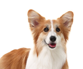 Portrait of adorable Welsh Corgi dog on white background