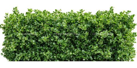 Dense, vibrant green hedge