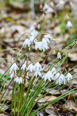 チューリップ・クルシアナ「レディ・ジェーン」　Lady Tulip 'Lady Jane'