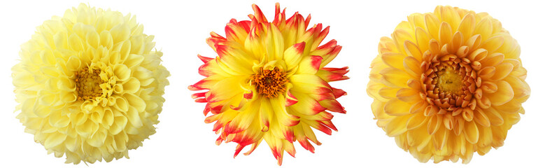 Bright dahlia flowers isolated on white, set