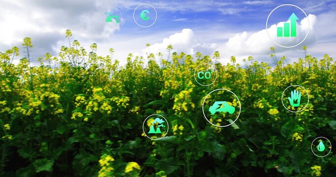 Fototapeta Spreading rapeseed field across farmland with icons showing telephone, euro and water droplet