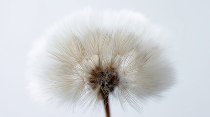 Dandelion seed head releasing spores against a soft background