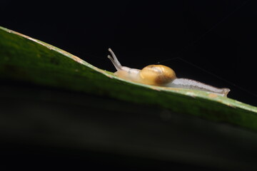 The snail in the image is most likely an amber snail, species Succinea putris. This snail has several main characteristics: © Feri