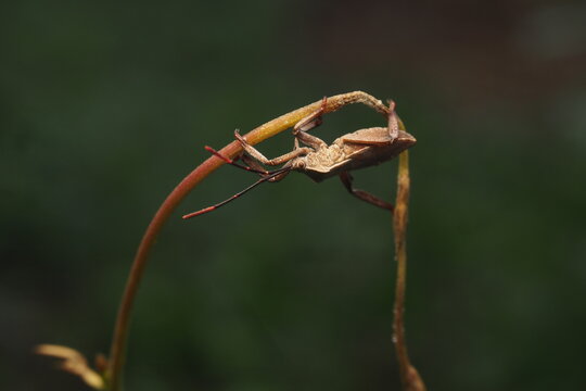 The insect in this picture is most likely a type of leaf-footed bug, perhaps&nbsp;Acanthocephala femorata.&nbsp;