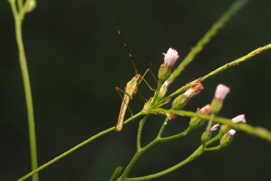 The stink bug is an insect that is an important pest of cultivated plants, especially rice. In Indonesia, this insect is called: lango, sloth, pianggang, and calm, Kameru.&nbsp;