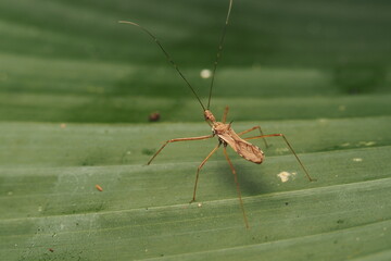 Arilus cristatus, also known as the North American wheel bug or simply wheel bug,[is a species of large assassin bug in the family Reduviidae and the only species of wheel bug found in the United
