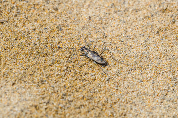 砂浜に生息するカワラハンミョウ 鳥取県 鳥取砂丘